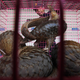 A customs officer gives water to pangolins before a news conference at the customs department in Bangkok September 26, 2011. Officers stopped a pick-up truck carrying 97 pangolins, worth around 1 million baht ($32,372), en route for China.